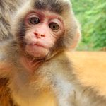 Photo slideshow: Arashiyama Monkey Park Iwatayama
