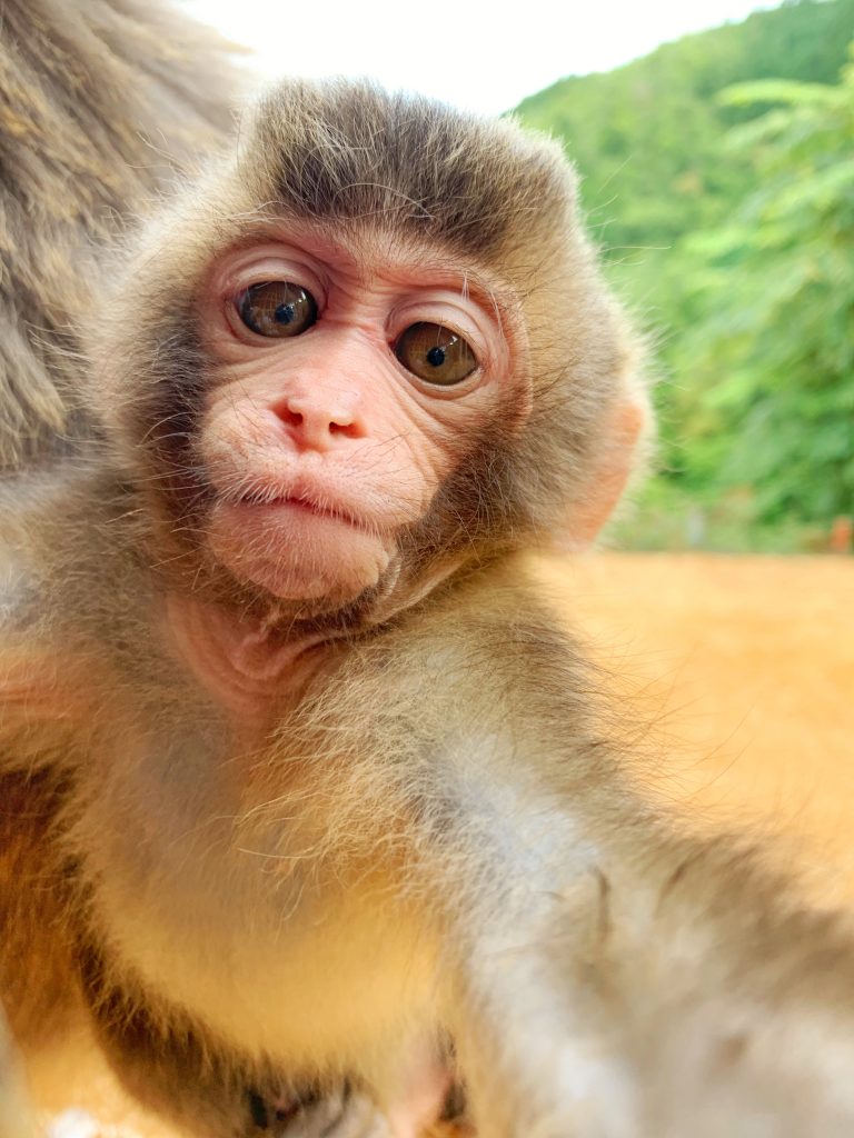 Photo slideshow: Arashiyama Monkey Park Iwatayama