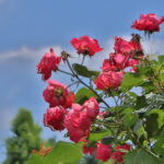 Roses with sky background