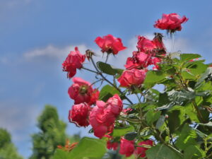 Roses with sky background