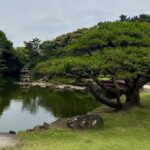 Large bonsai tree next to a pond at Shinjuku Gyoen National Garden