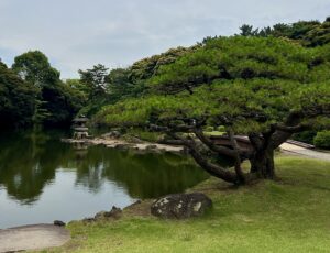 Large bonsai tree next to a pond at Shinjuku Gyoen National Garden