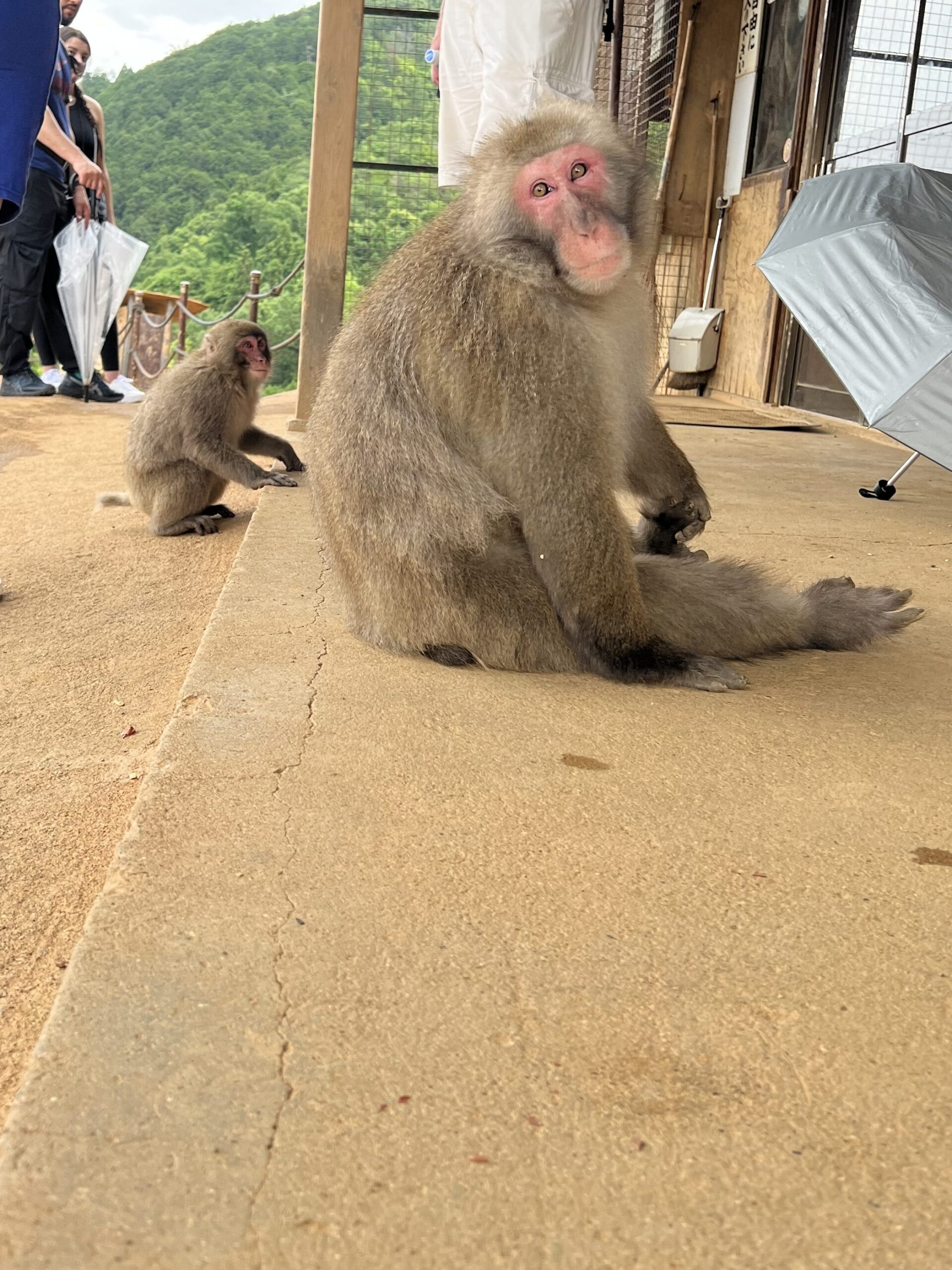 A monkey poses for the camera at Arashiyama Monkey Park.