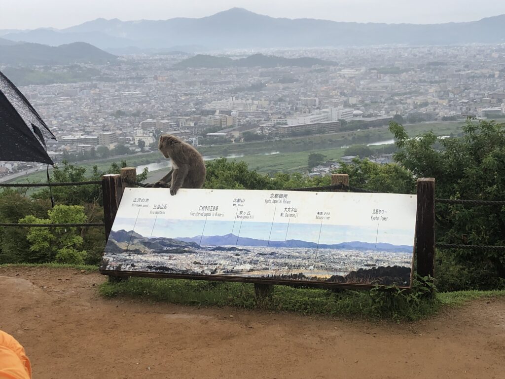 Monkeying around in Arashiyama