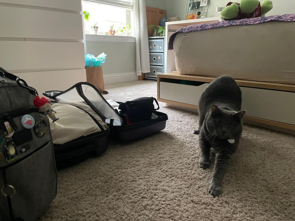 an open suitcase sits on the floor next to a gray cat