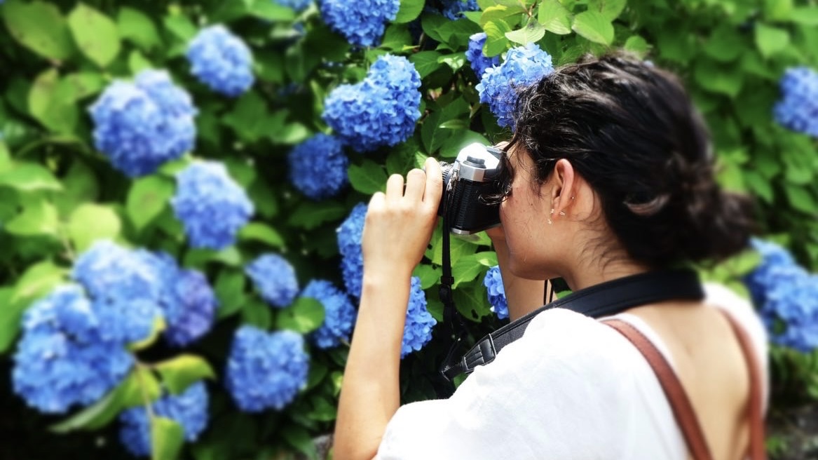 Sofia takes a close up shot of a bush with blue hydrangeas.