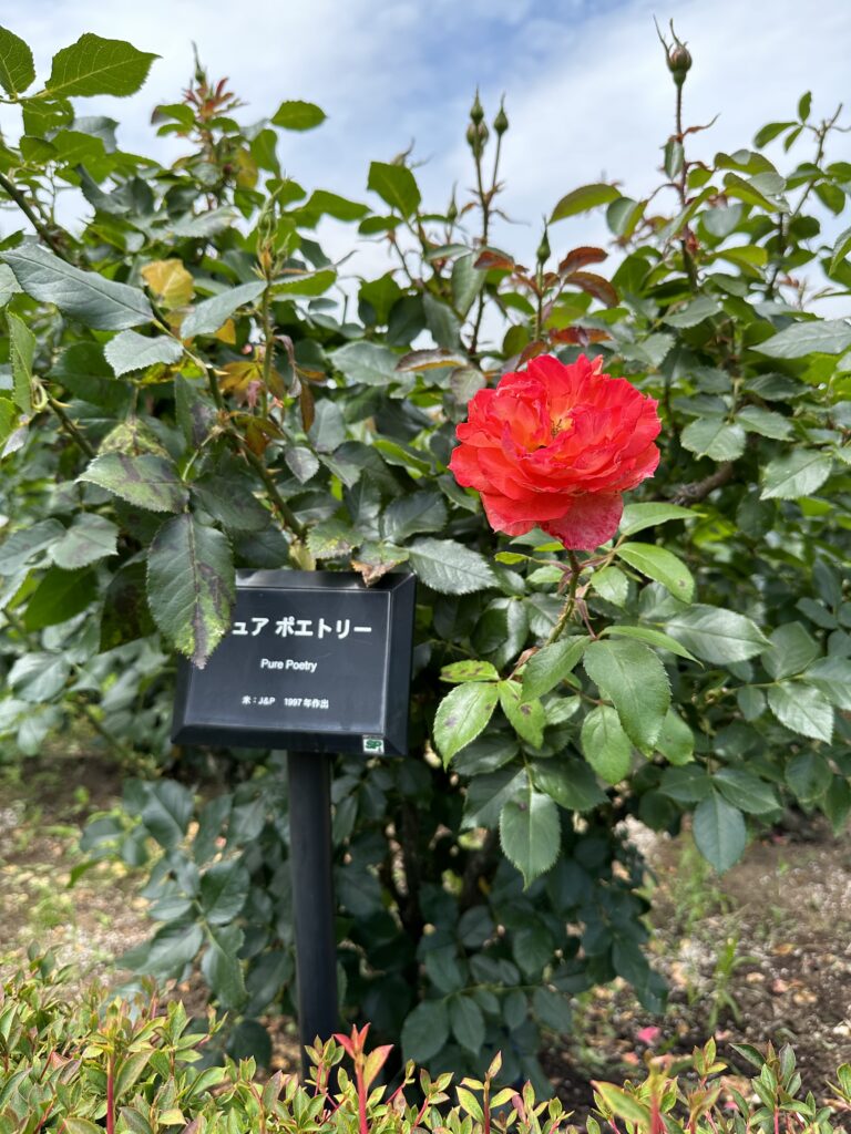 A red rose in the formal floral garden at the Shinjuku Gyoen National Garden
