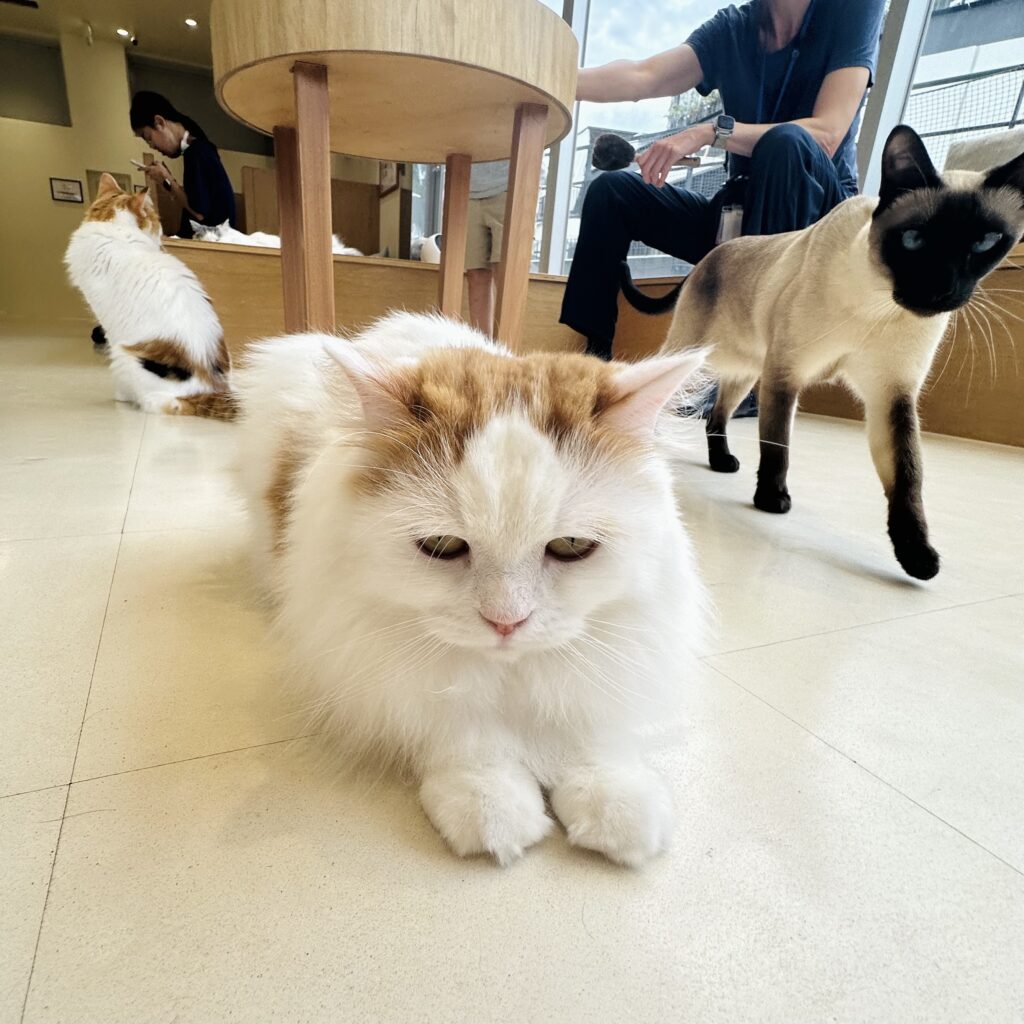 Cat cafés: cuteness and cuddles galore in Harajuku - SJMC Japan
