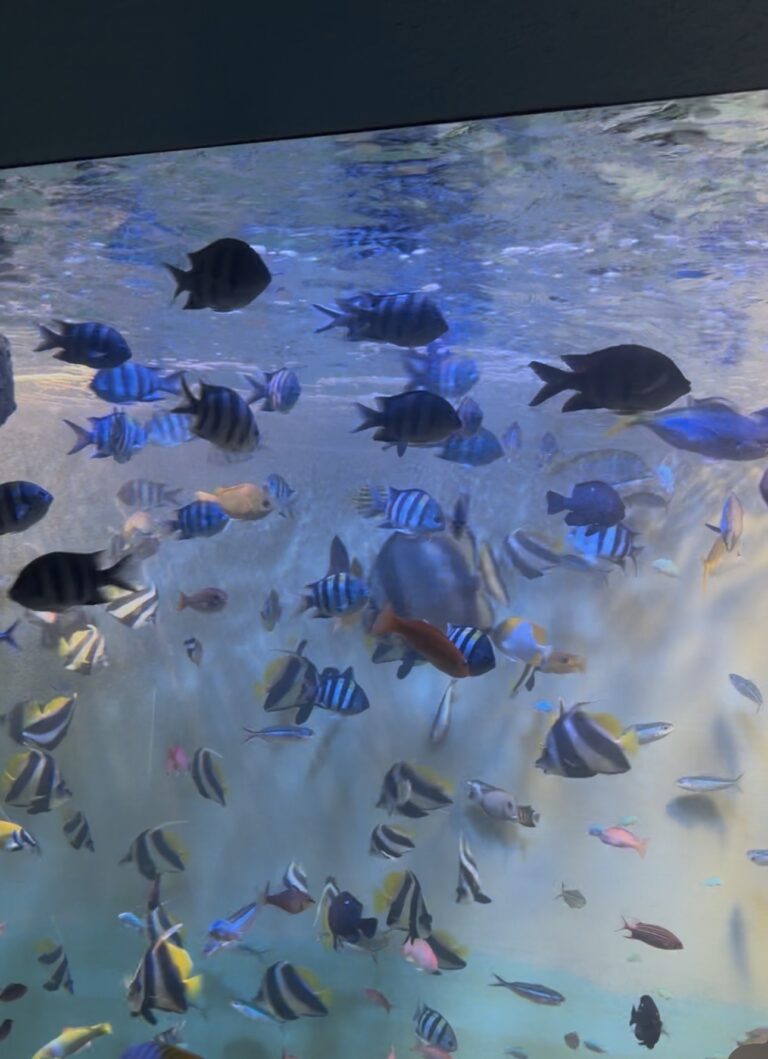 Below the surface: exploring Miyajima Public Aquarium